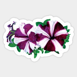 Petunias - Magenta and White Petunias Sticker